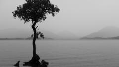 Alone tree Sea monochrome