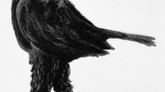 Am bird Your argument