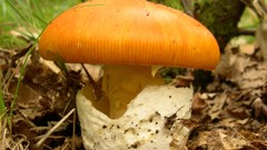 Amanita caesarea high