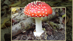 Amanita muscaria flower