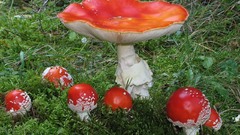 Amanita muscariaok nature