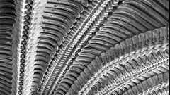 Amazing edited The giger