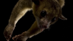 Amazing funny Animals