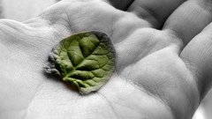 Amazing Green leaf hand