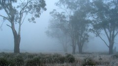Amazing morning nature Trees