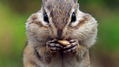 Amazing squirrel nutsy Animals