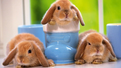 Amazing there bunnys animal