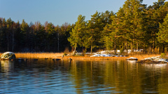 Amazing Trees Lake nature