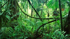 Amazon forests Rainforest