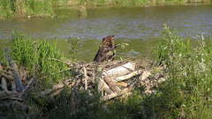 American beaver high animal