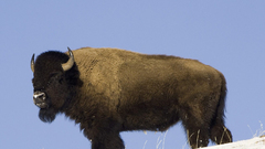 American buffalo yellowstone National