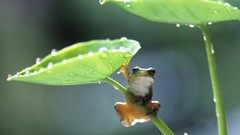 Amphibians Animals leaves Frogs