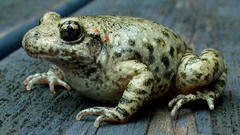 Amphibians Frogs