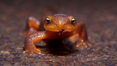 Amphibians newt insect insects
