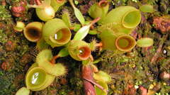Ampullaria Green ground pitchers