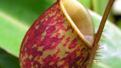 Ampullaria red purple high