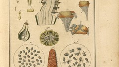 Amusement microscopic high