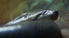 Anacond snakes Wild Animals