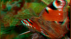 Anaglyph Butterflies