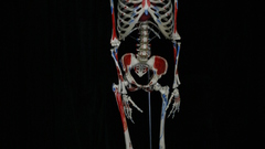 Anatomical skeleton high