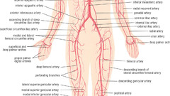 Anatomy arterial system
