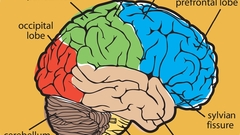 Anatomy biology brain