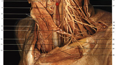 Anatomy body human Art