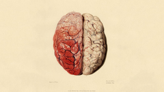 Anatomy brain human body