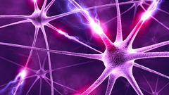 Anatomy brain neurons