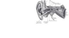 Anatomy diagram Gray's Anatomy