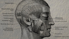 Anatomy head muscles