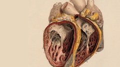 Anatomy Hearts