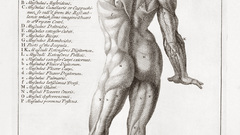 Anatomy human