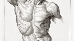 Anatomy human