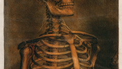 Anatomy human