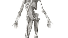 Anatomy human