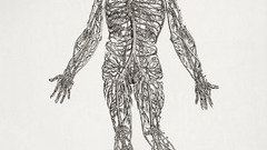Anatomy human