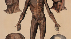 Anatomy human