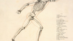 Anatomy human