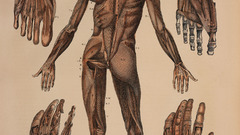 Anatomy human
