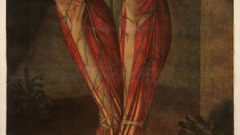 Anatomy human