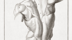 Anatomy human artwork