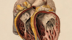 Anatomy human Hearts