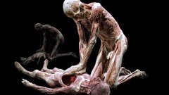 Anatomy human human body