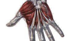 Anatomy human Simple Background