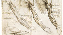 Anatomy Leonardo da Vinci