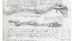Anatomy Leonardo da Vinci
