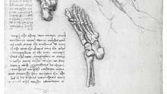 Anatomy Leonardo da Vinci