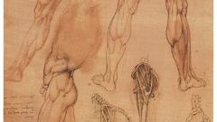 Anatomy Leonardo da Vinci