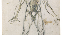 Anatomy Leonardo da Vinci
